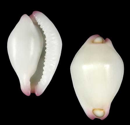 Ovulidae